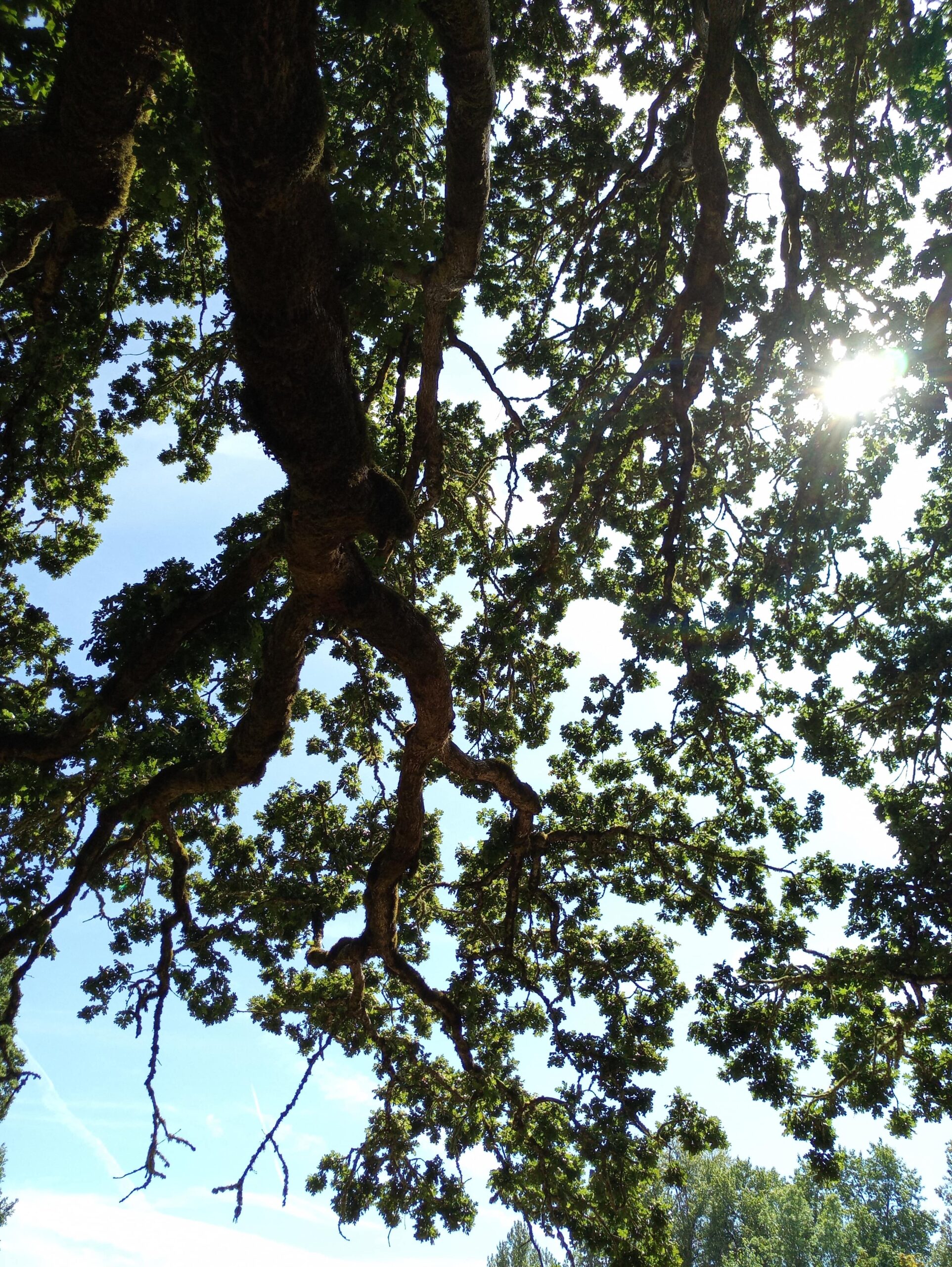 Oak tree branches