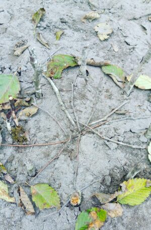 leaf and twigs on sand