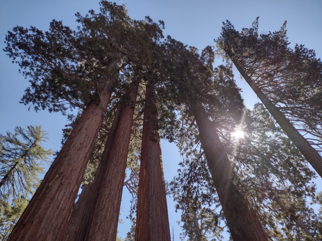 Looking up into the sky, canopy and sun poking through the tops of Sequoia giant trees