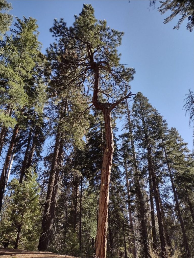 Image of pine tree with top blown or broken off not once...three times, showing a curved trunk as it continues growing upward.