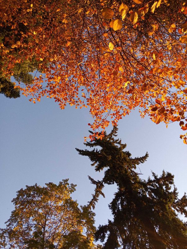 image of looking up to sky and trees