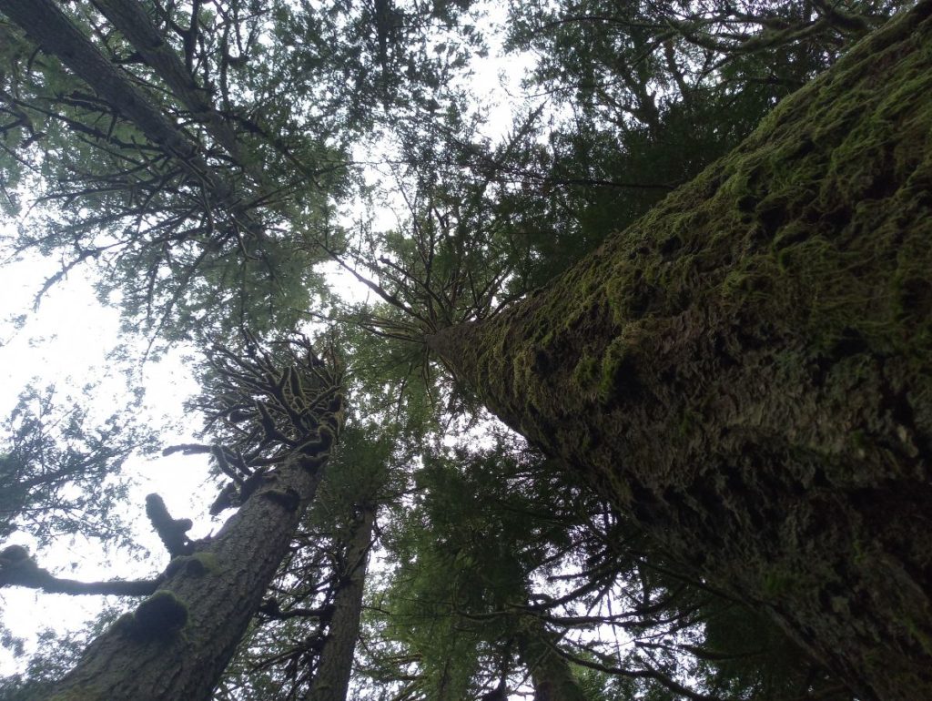 image of looking up the trunks of four trees into green evergreen canopy and grey sky