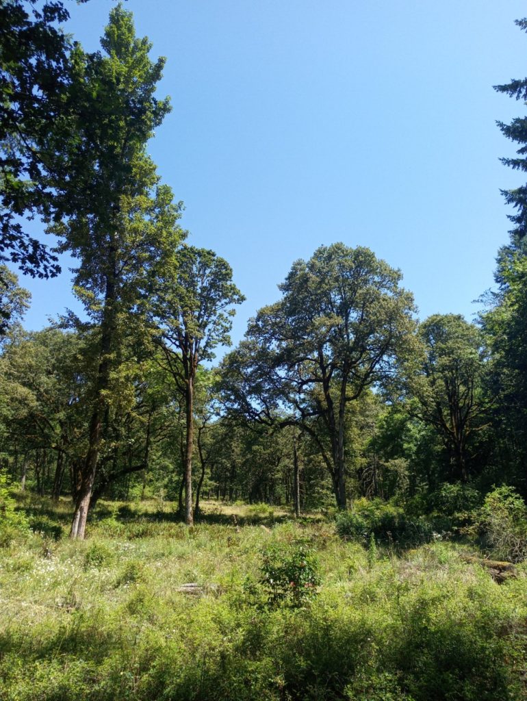 image of oak trees with shrubs below and blue sky in background