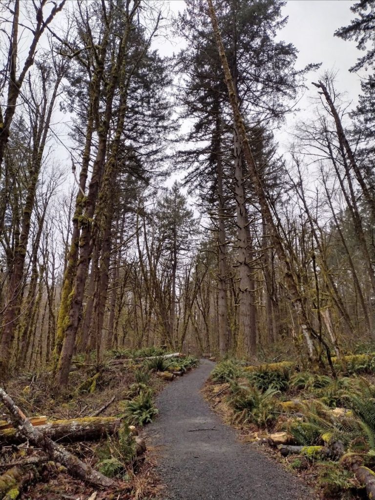 Image of gravel path heading into the forest at Newell Creek.