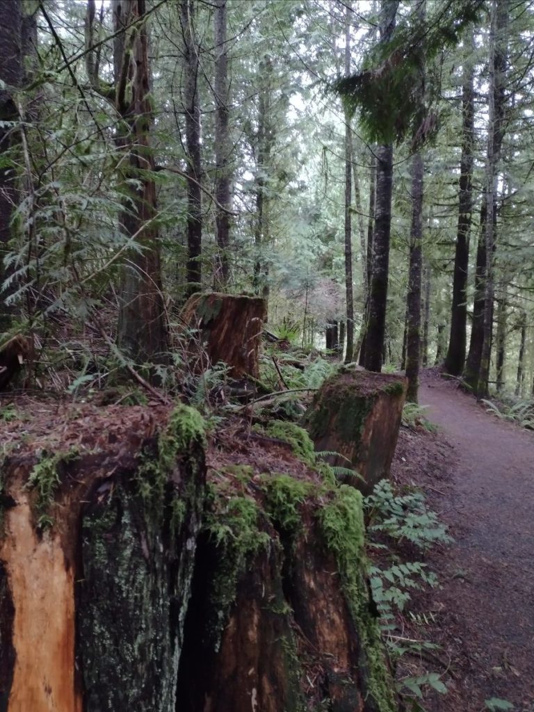 Image of tree stump in foreground with path on the right heading into the background.