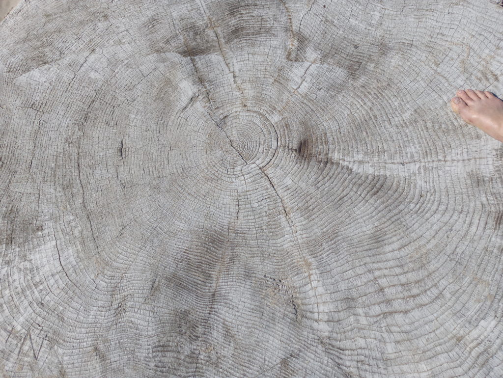 old growth rings on old stump