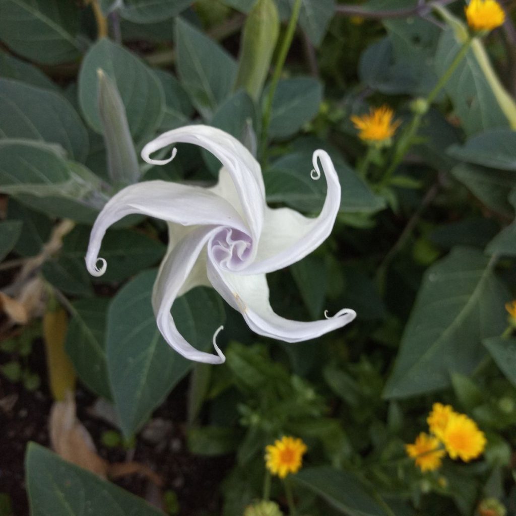 image of datura flower closed just before opening (white, looks like star)