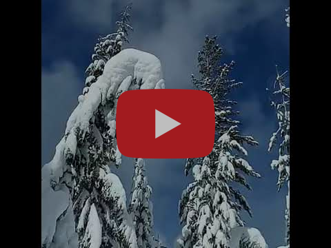 image of video of snow covered trees