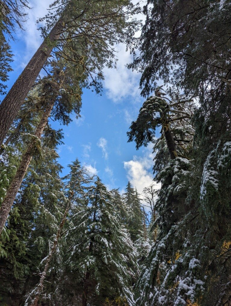 Image of snow dusted evergreens framing a blue sky. Taken in Gifford Pinchot National Forest while gathering moss and lichen for a burial.