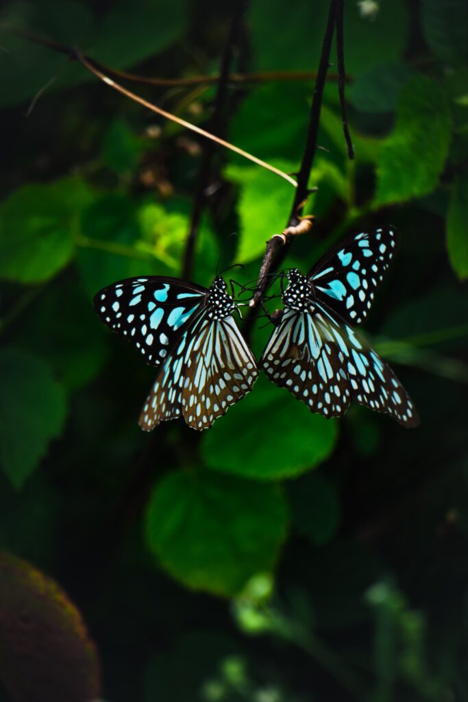 Two butterflies on a leafy background by sumit sharkar NDNKI on Unsplash