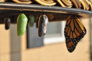 Photo of caterpillar cocoon to butterfly stages by Suzanne D. Williams on Unsplash